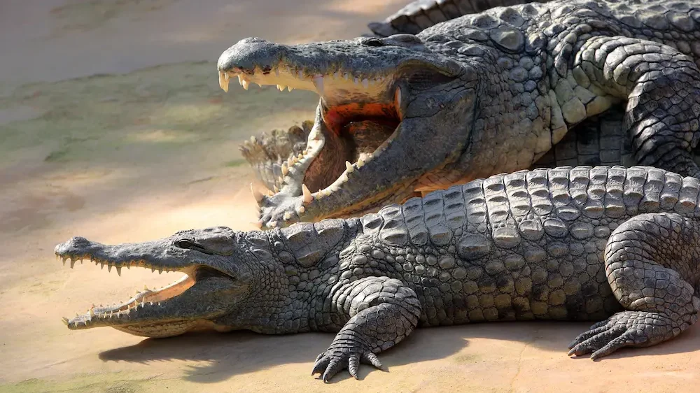 775+ Crocodile And Alligator Names (Awesome Naming Ideas)