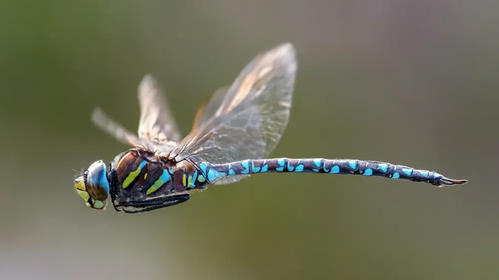 Dragonfly