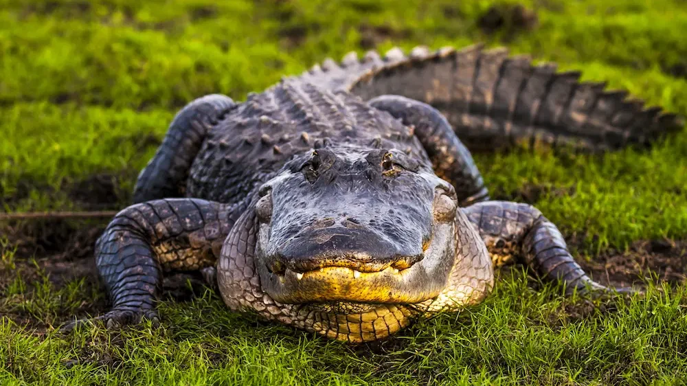 Alligator