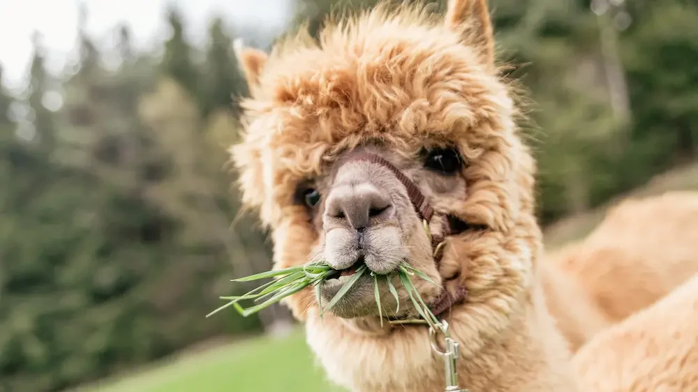 Funny alpaca with mouth full of grass