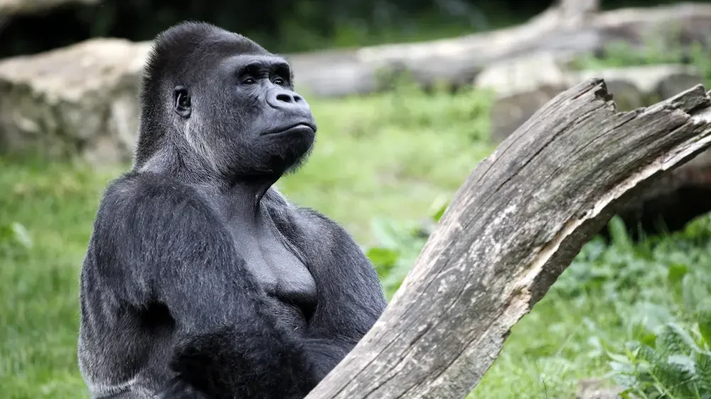 Portrait of a gorilla male