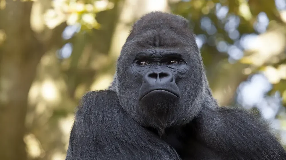 Portrait of a gorilla male