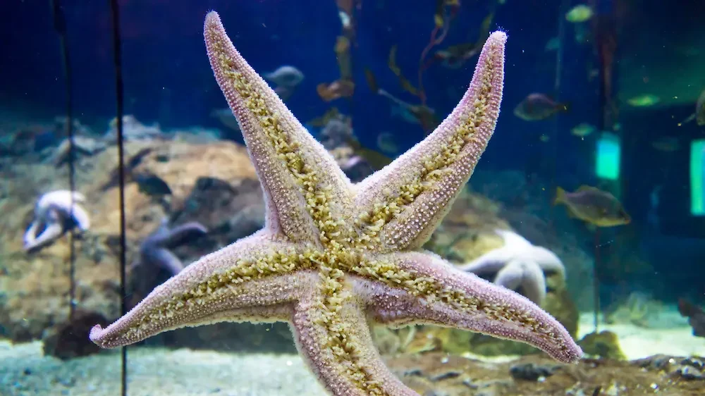 Starfish