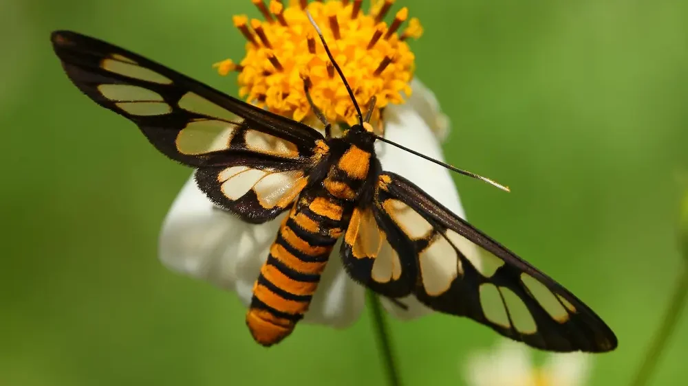 Winged insect