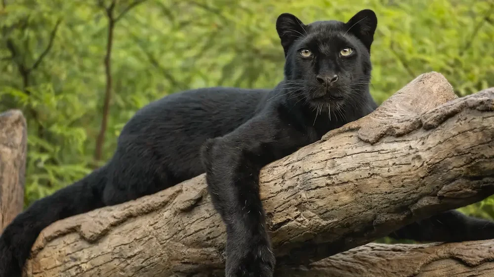 Black Panther