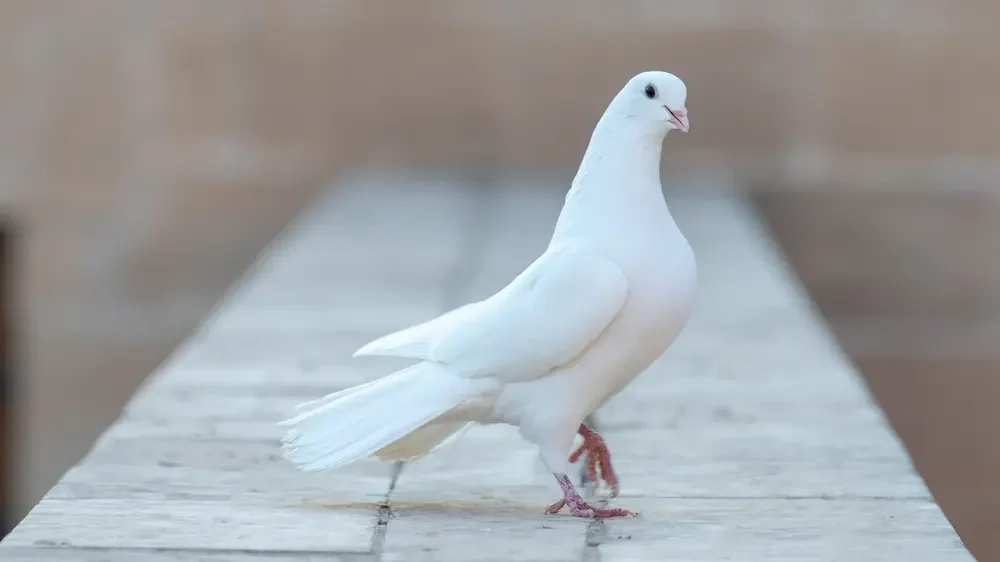 White dove