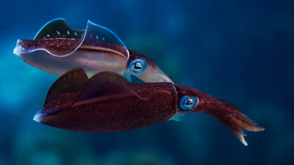 Caribbean-reef-squid