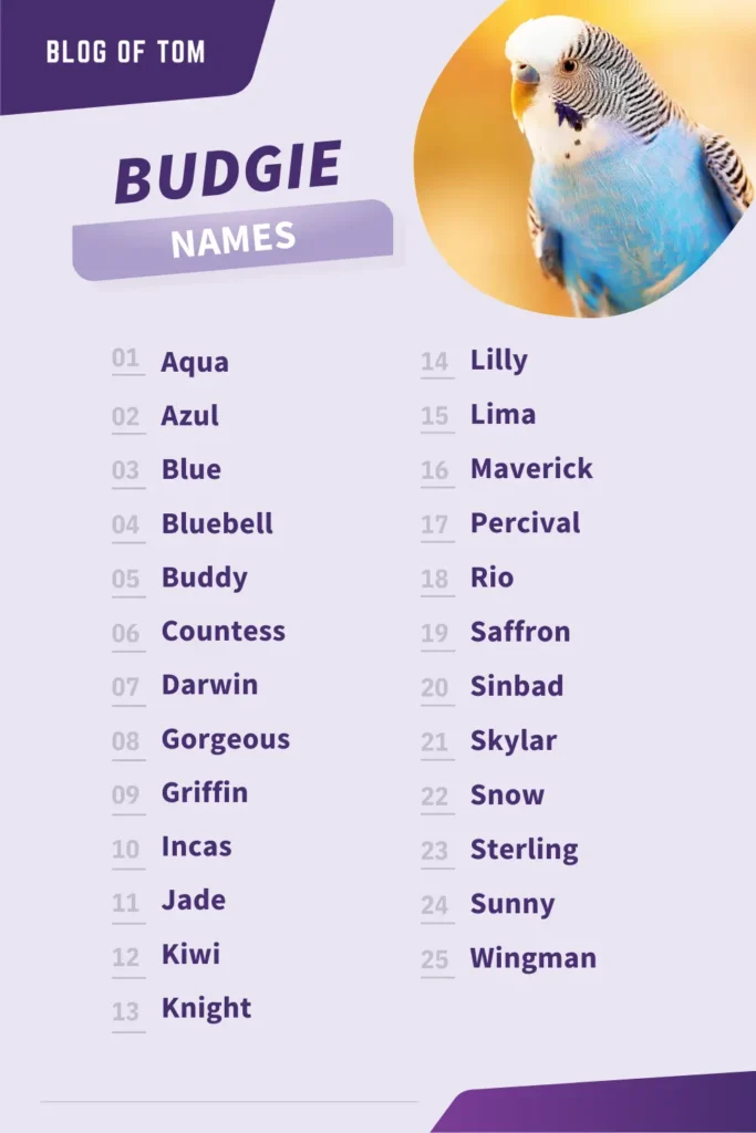 Budgie Names Infographic