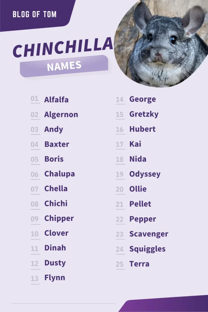 Chinchilla Names Infographic