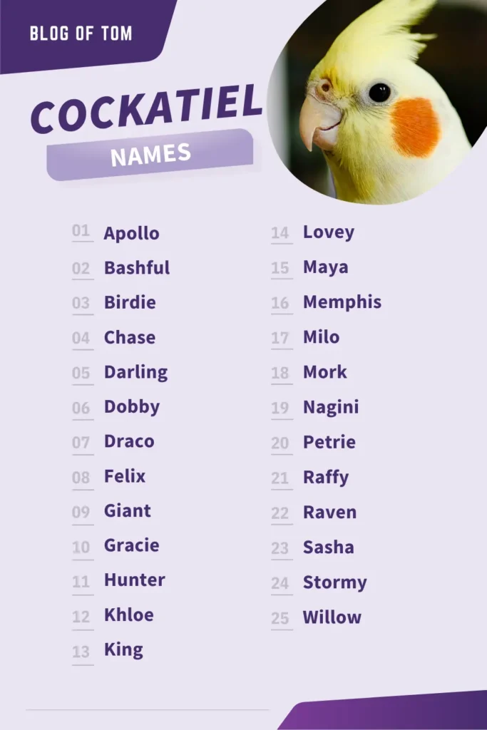 Cockatiel Names Infographic