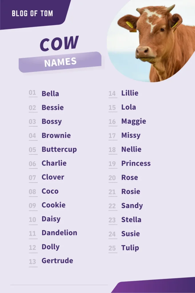 Cow Names Infographic