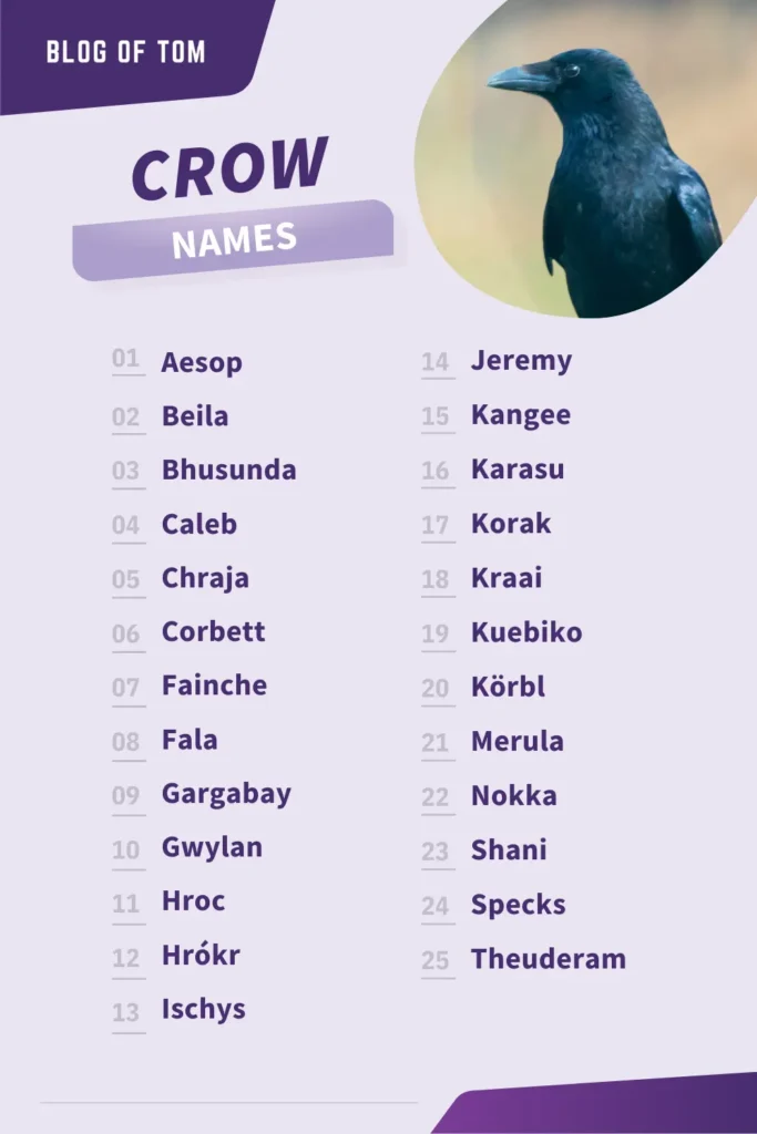 Crow Names Infographic