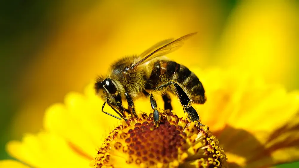 Bee on flower