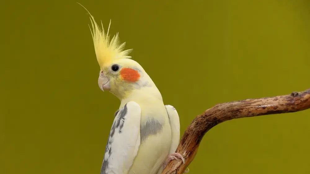 Cockatiel on a branch