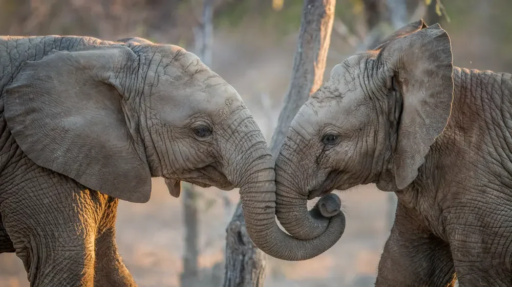 Elephants playing in the Kruger