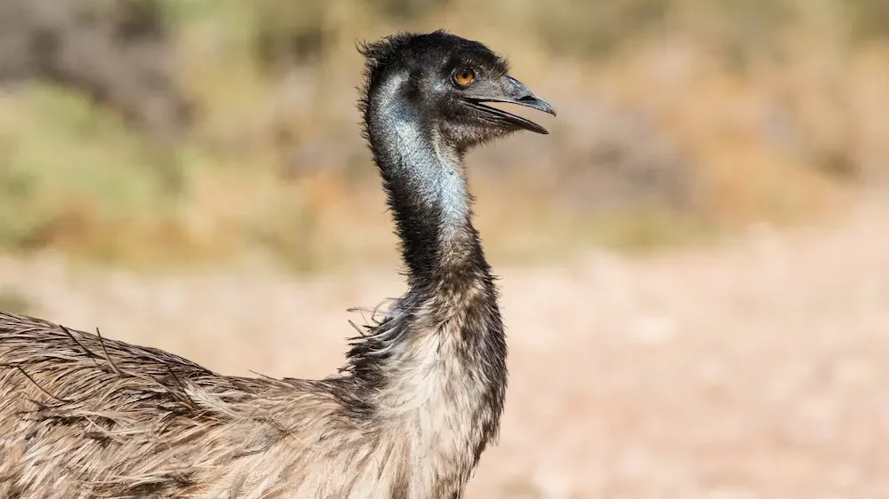 Emu walking in nature