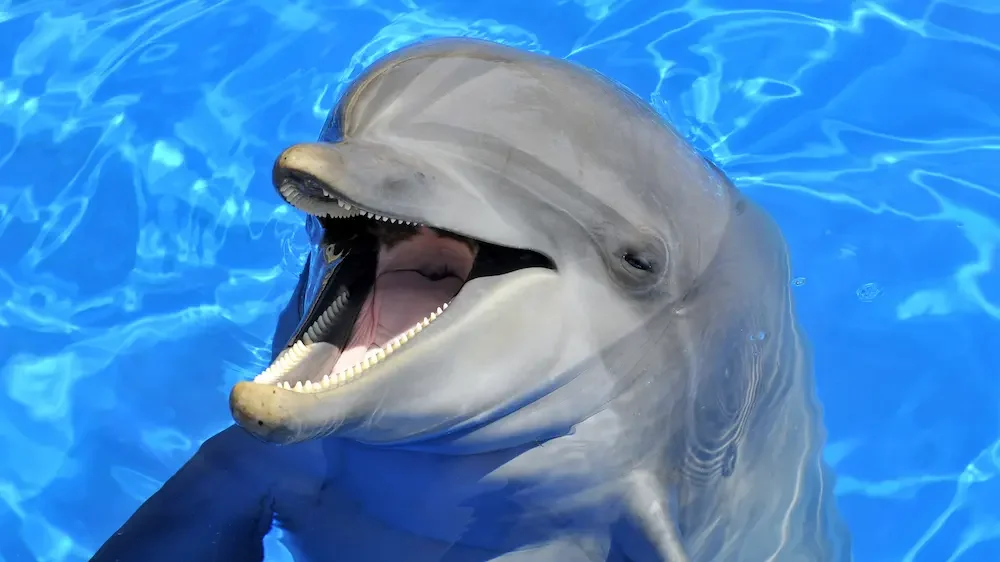 Head of bottlenose dolphin