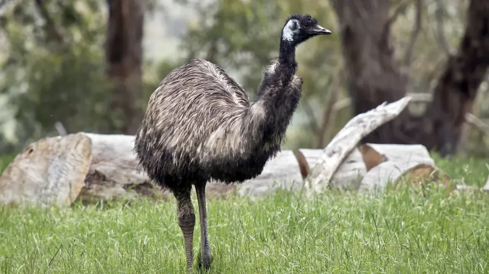 Emu in a field