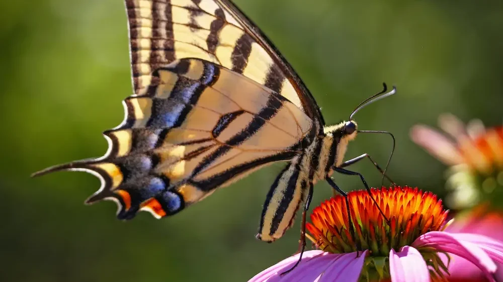 Swallowtail Butterfly feeding