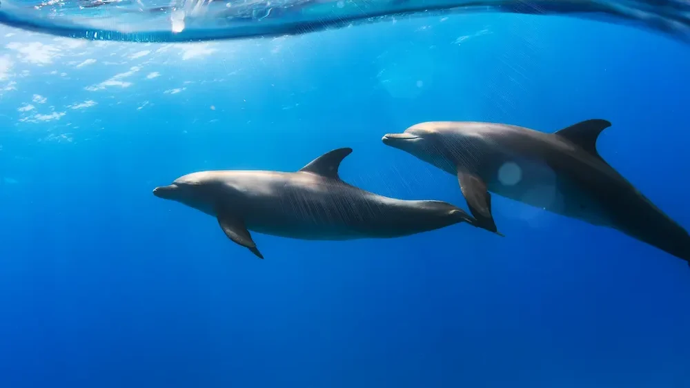 Two funny dolphins smiling underwater