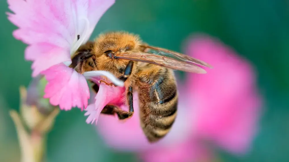 Bee on flower