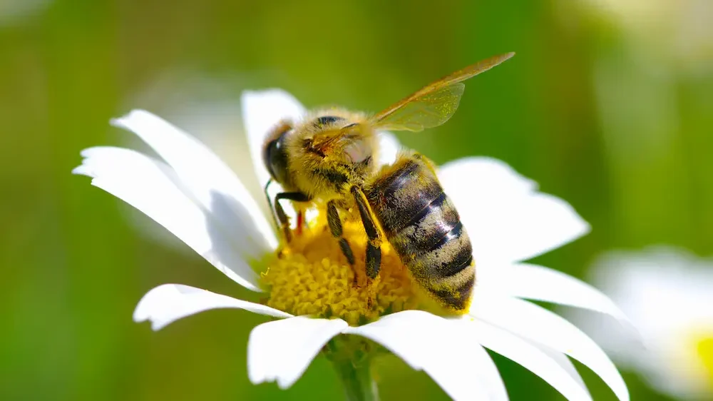 Bee on flower