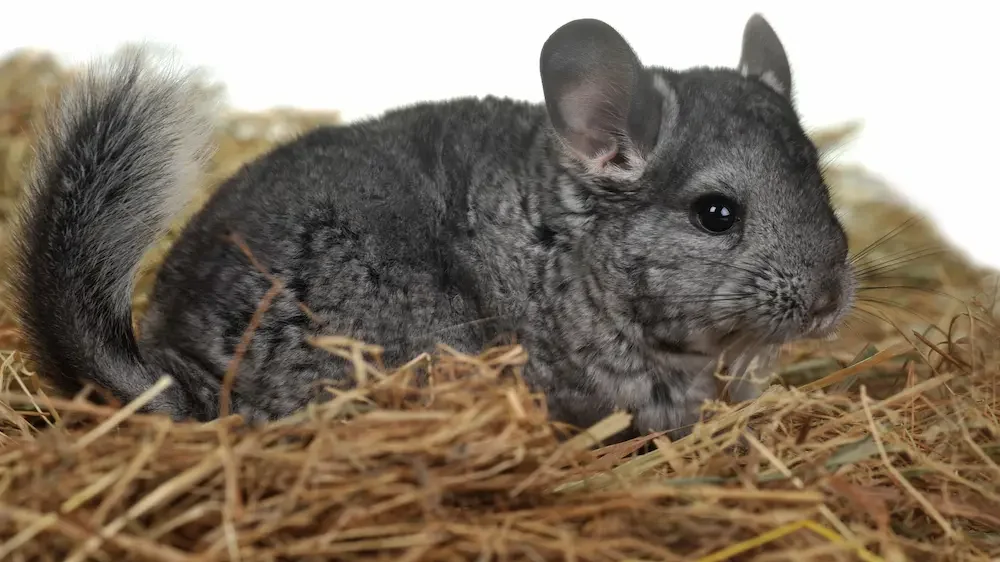 Grey nice chinchilla