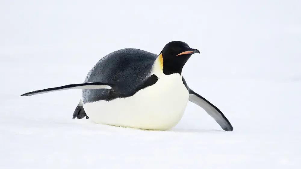 Emperor penguin