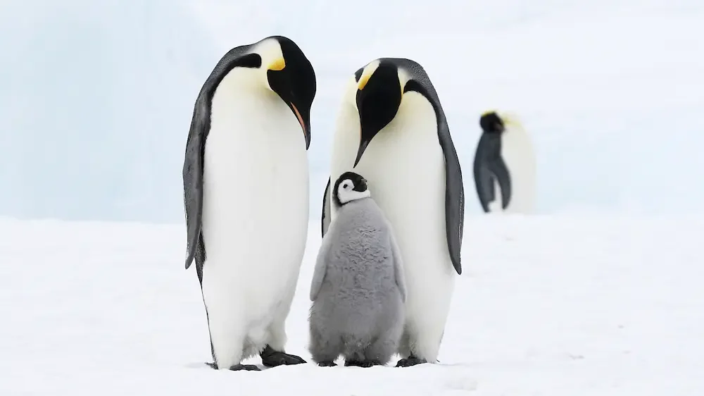 Emperor penguin family
