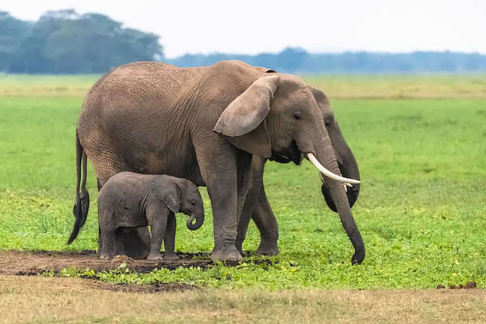 Two elephants in the savannah in the Serengeti park