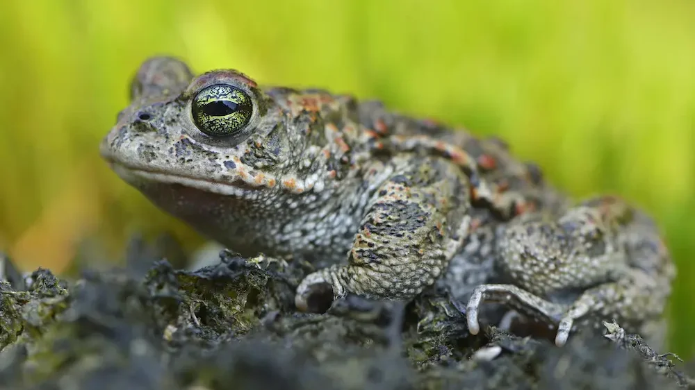 Closeup view of Natterjack toad
