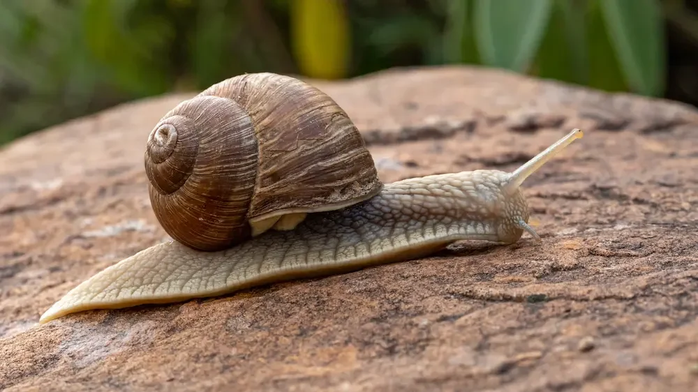 Close-up of garden snail crawling on rock