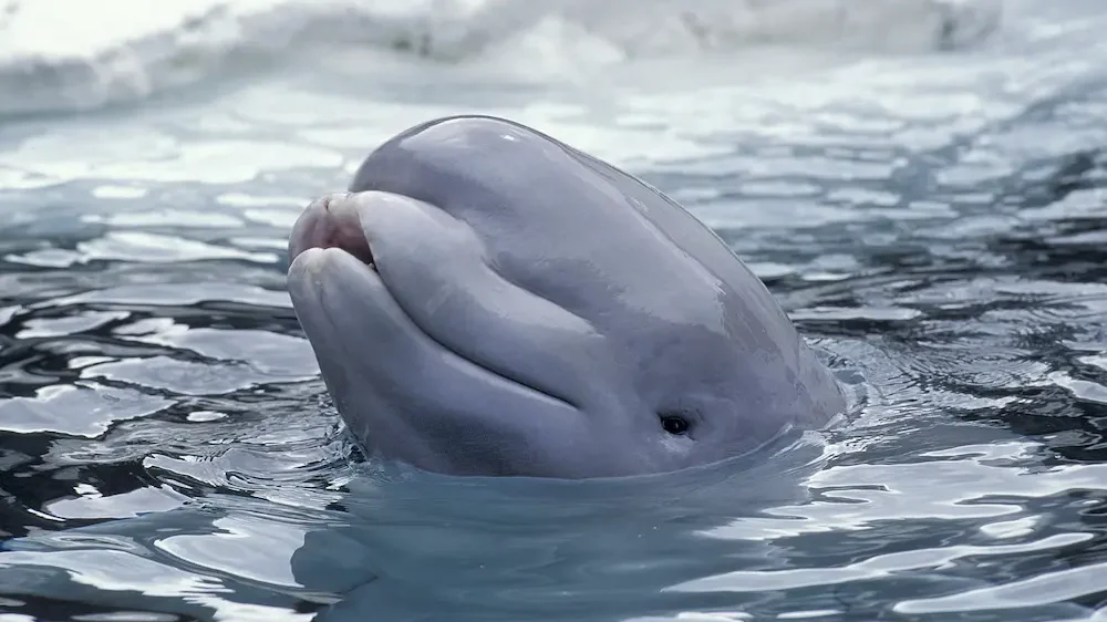 BELUGA