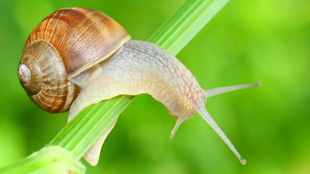 Edible snail