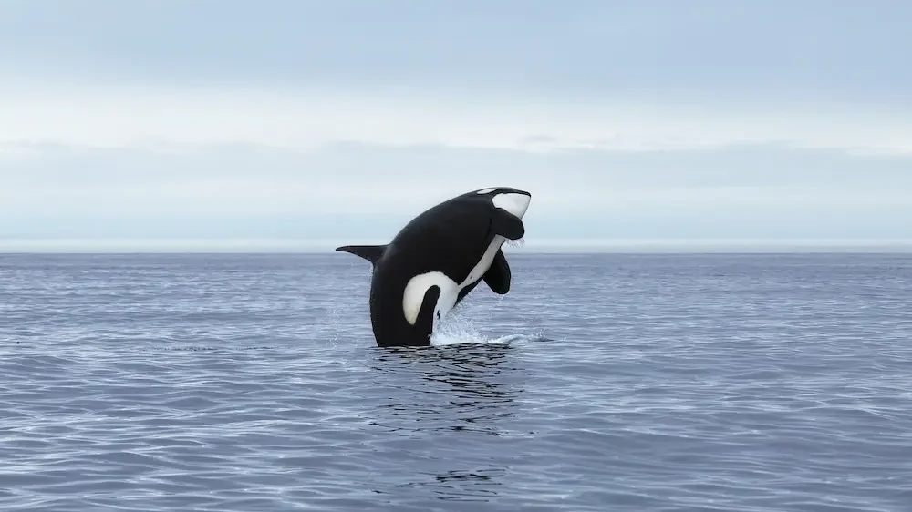 Orca breaching