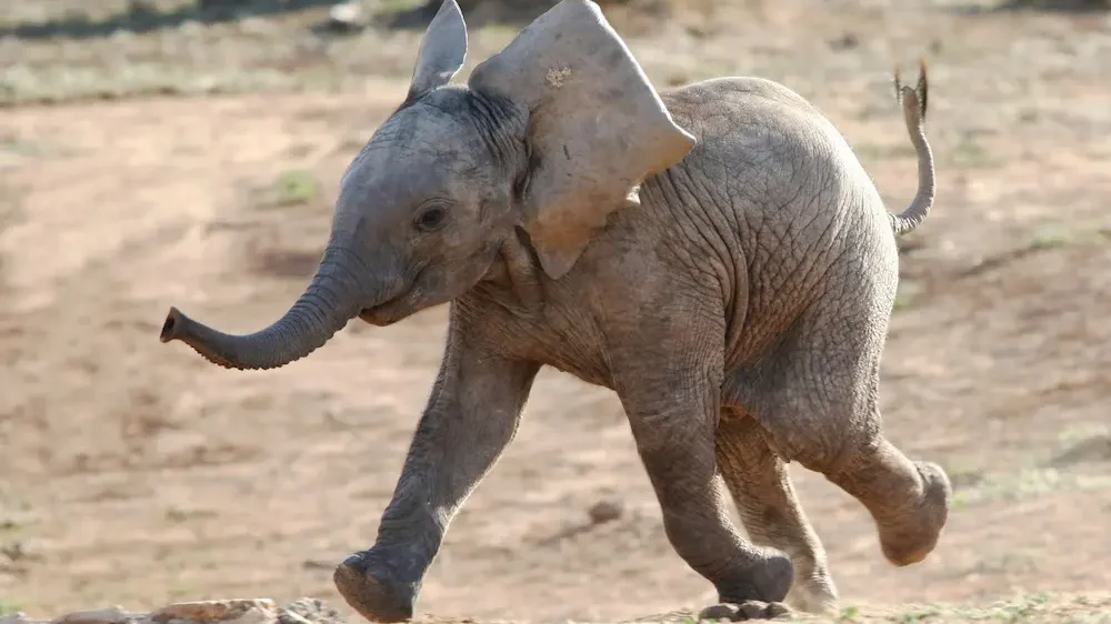 Baby Elephant Running