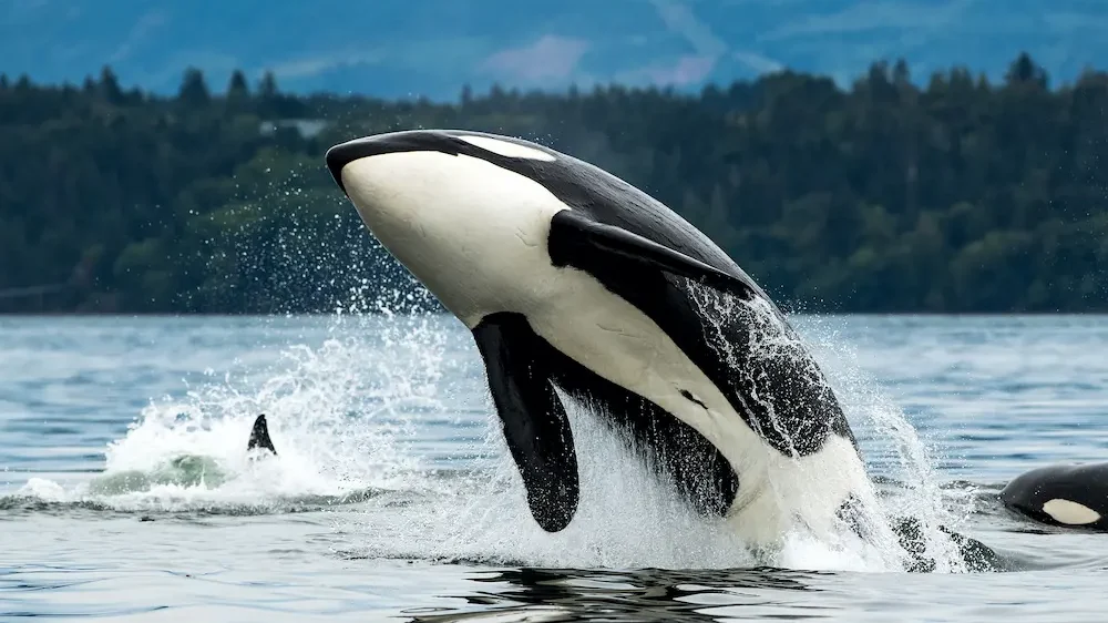 Orca whale jumping out of the sea