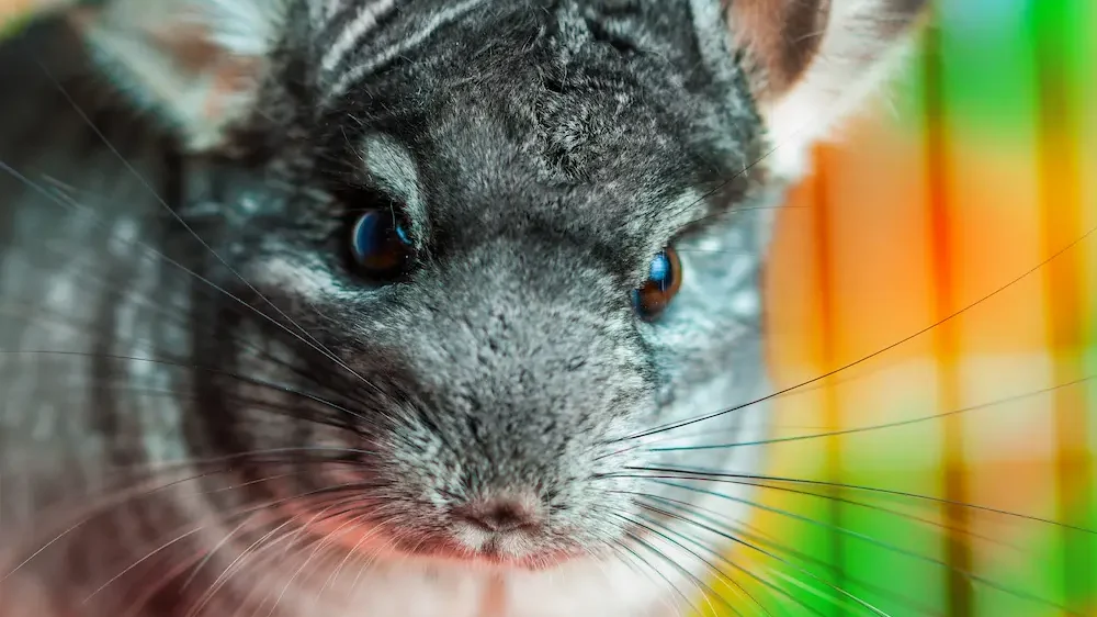 Chinchilla close up