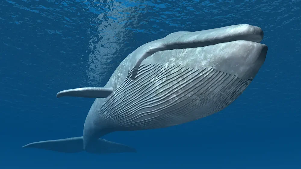 Blue Whale