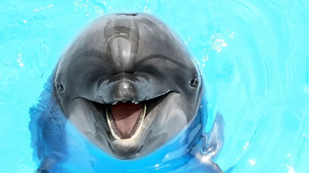 Beautiful dolphin smiling