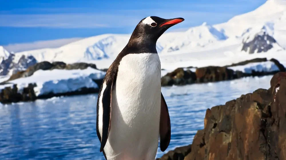 Penguin on the stone coast of Antarctica