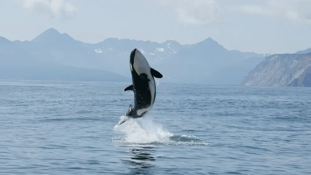 Killer whale high jump