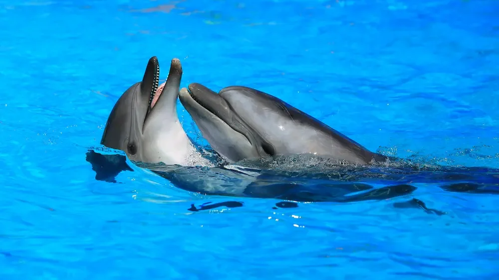 Two dolphins