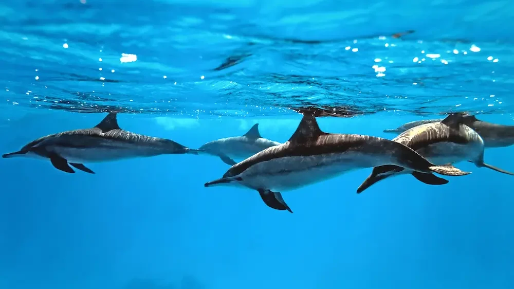 Dolphins