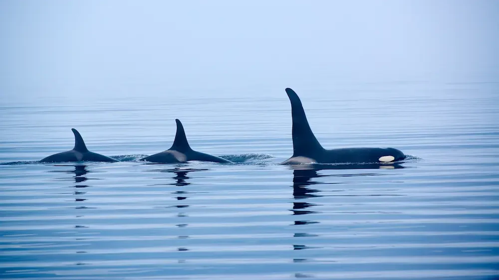 Three Killer whales with huge dorsal fins
