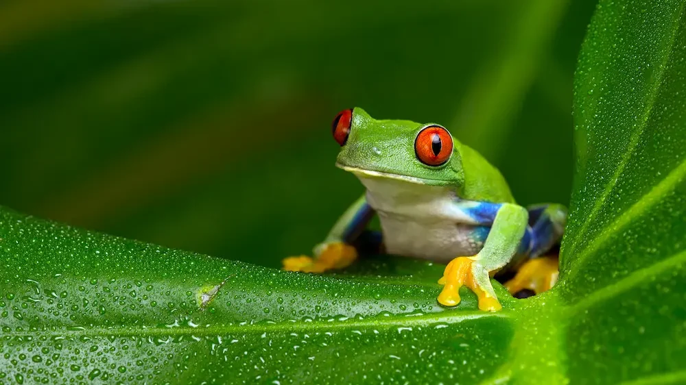 Red-Eyed Amazon Tree Frog