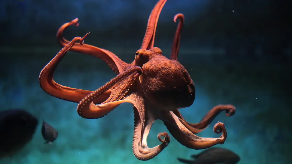 Common octopus