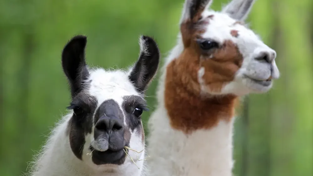 Two cute Llamas