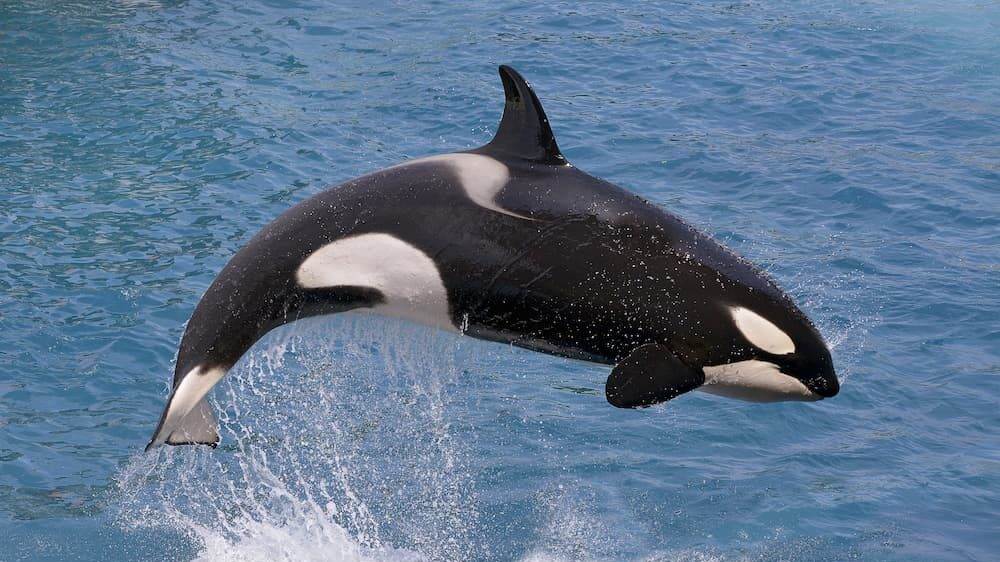 Killer whale jumping out of water