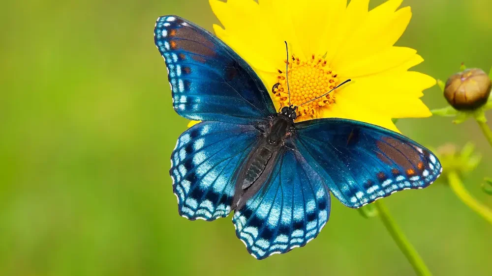 Red-spotted Purple Admiral butterfly